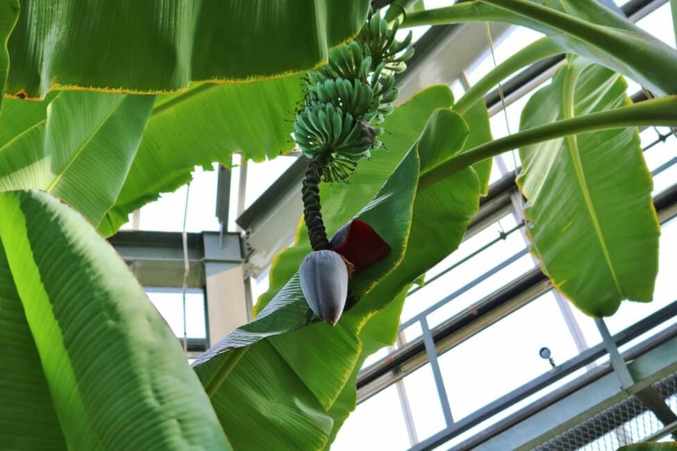 Les bananiers produiront-ils des fruits lorsqu'ils sont cultivés à l'intérieur ?