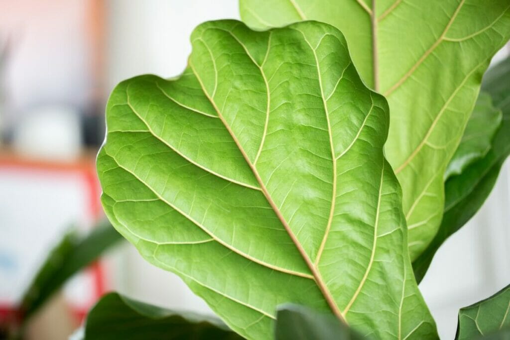 A propos de Fiddle Leaf Figs