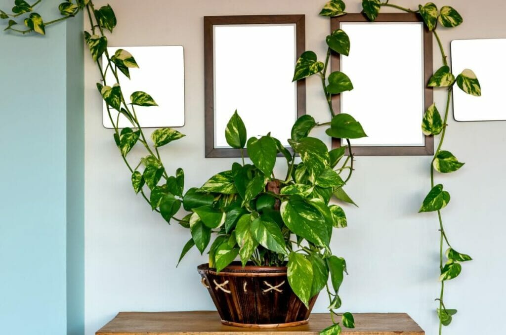 Facteurs contribuant à la vitesse et au développement d'un plant de pothos