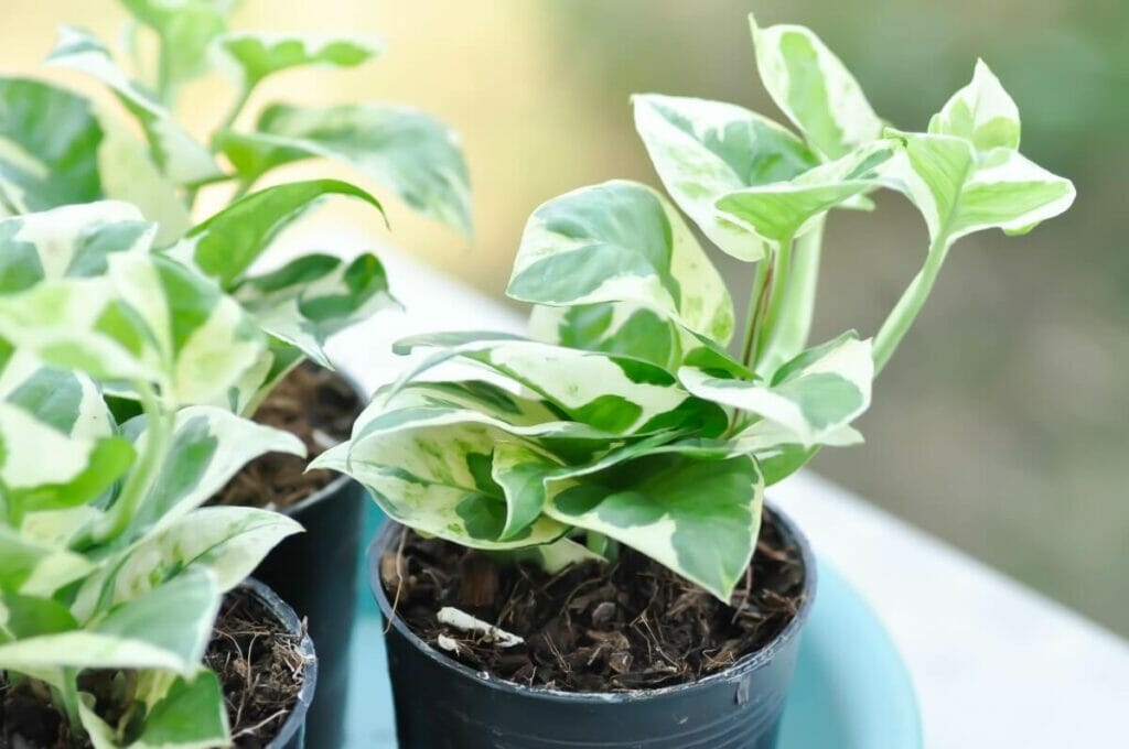 Types, espèces et cultivars populaires