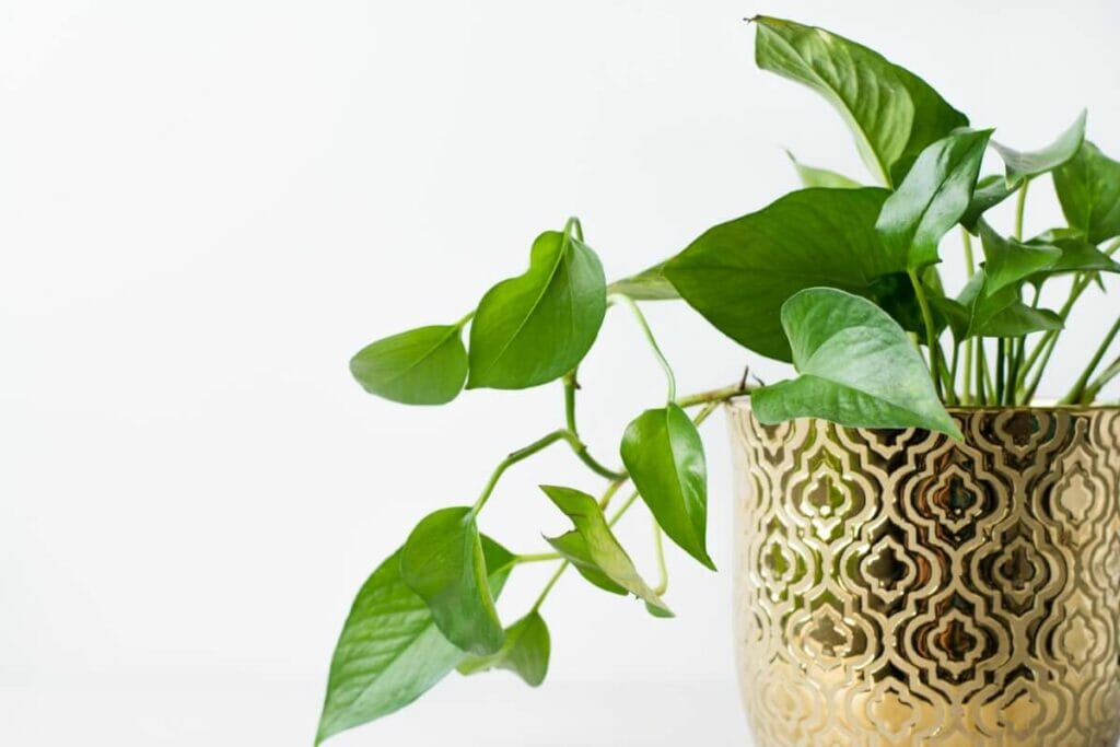 A propos des plantes Pothos
