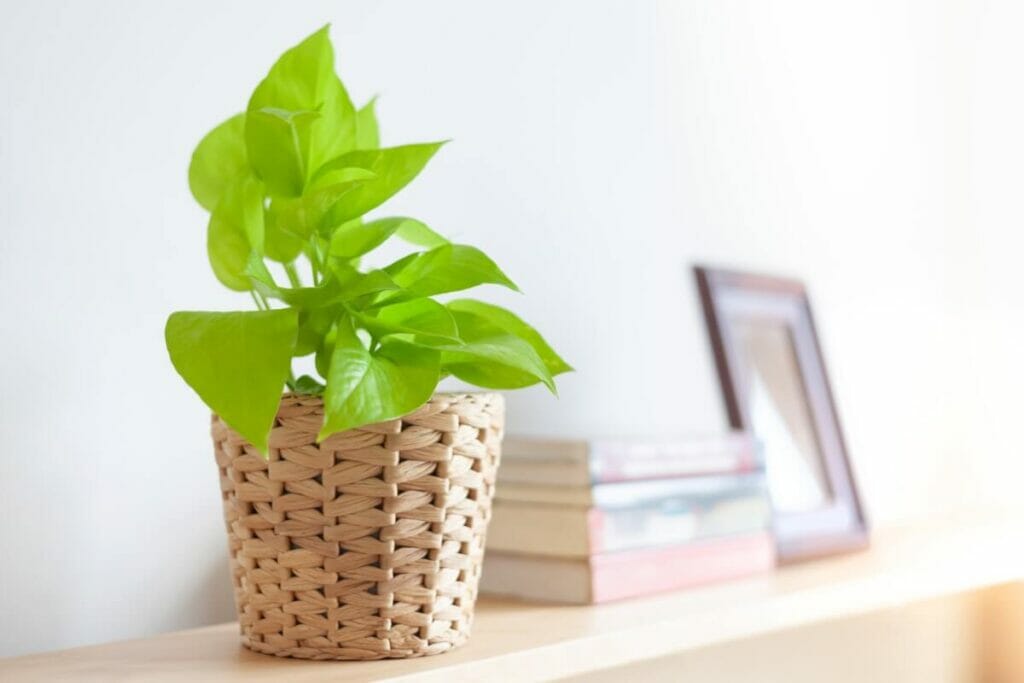 Raisons communes pour lesquelles la croissance de votre plante Pothos est lente
