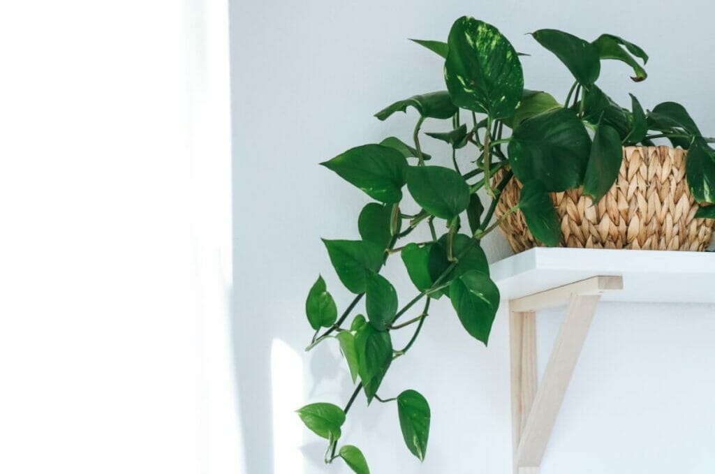 Comment faire pousser votre plante Pothos plus rapidement