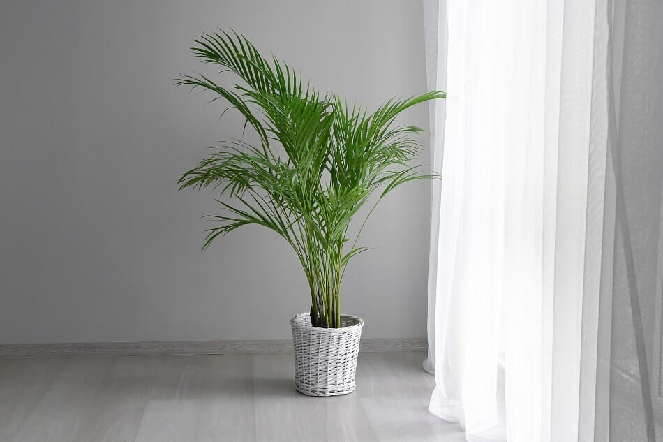 Palmier Areca Les meilleures plantes pour la porte d'entrée en Feng Shui