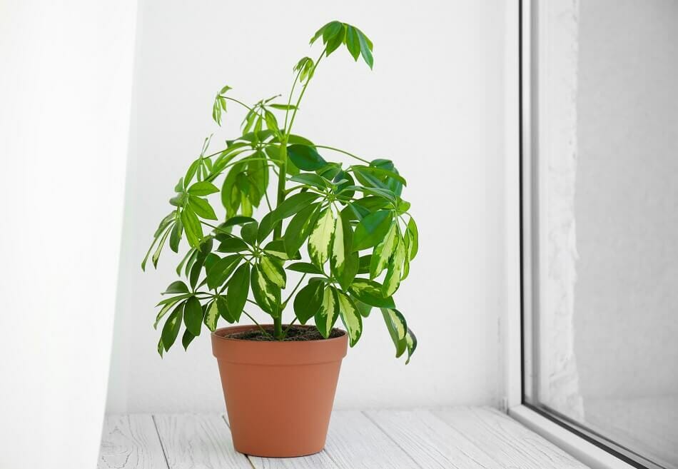 Plante parapluie Schefflera Meilleures plantes pour la porte d'entrée en Feng Shui