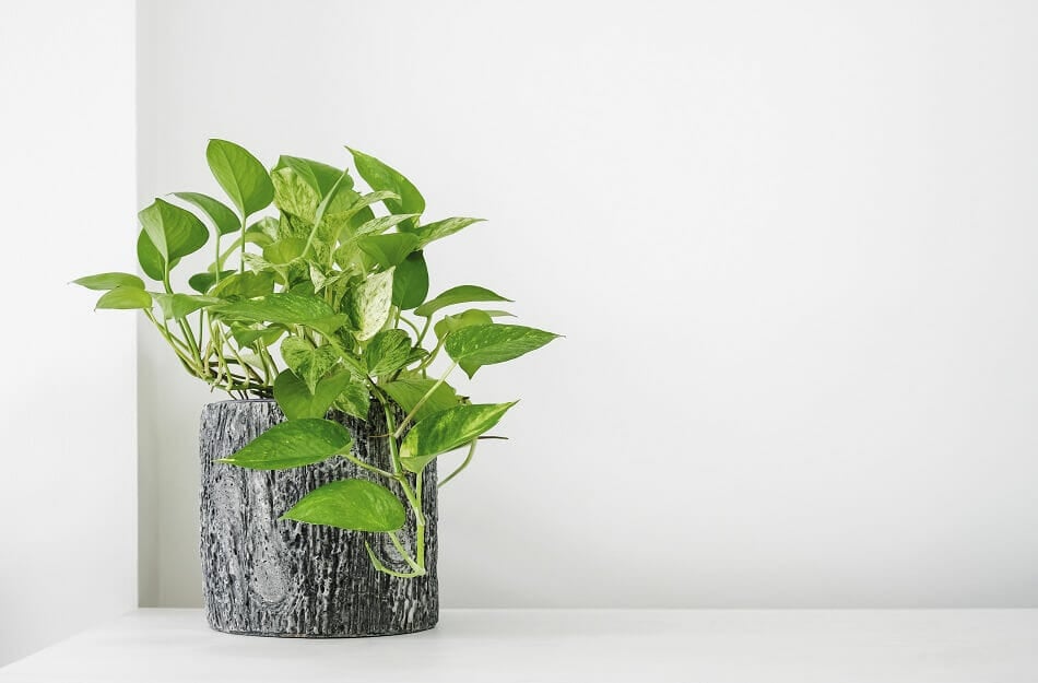 Plantes Pothos Meilleures plantes pour la porte d'entrée en Feng Shui