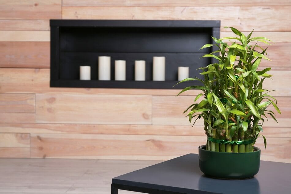 Bambou porte-bonheur Les meilleures plantes pour la porte d'entrée en Feng Shui