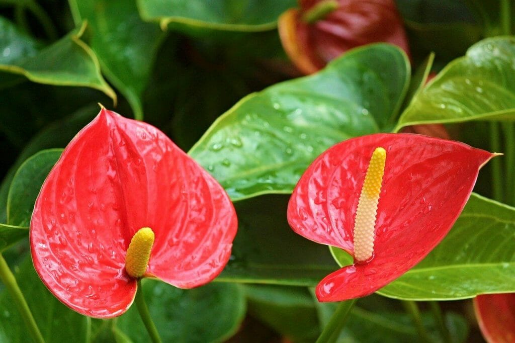 Tout savoir sur les plantes d'anthurium