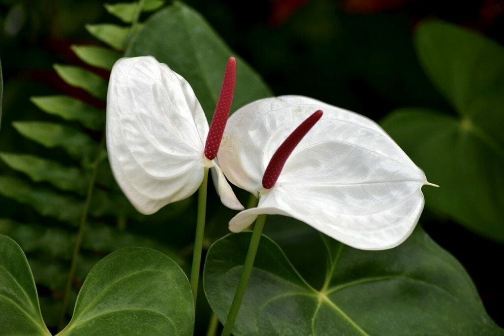Les anthuriums sont-ils toxiques pour les animaux domestiques et les humains ?