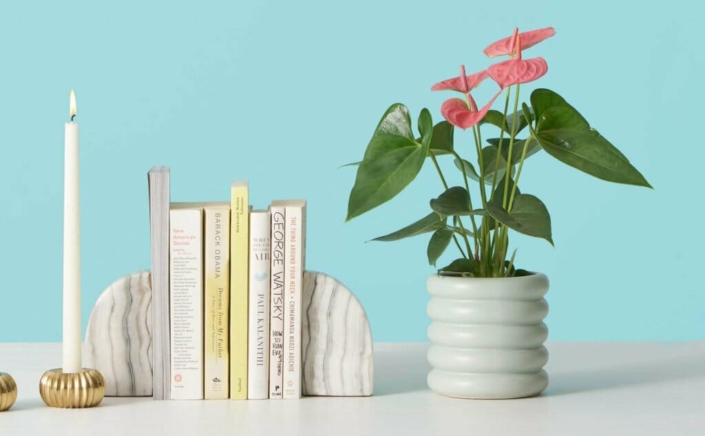 Utilisations et bienfaits des plantes d'anthurium chez The Sill
