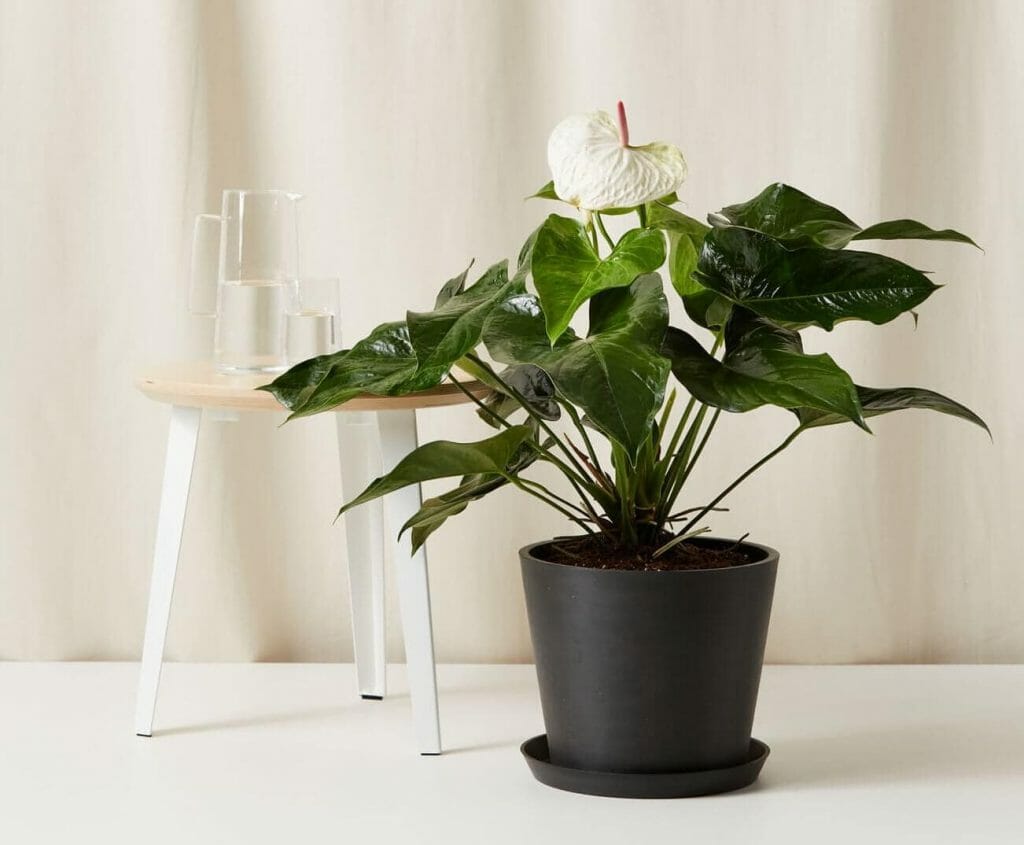 Comment cultiver des plantes d'anthurium - Bloomscape