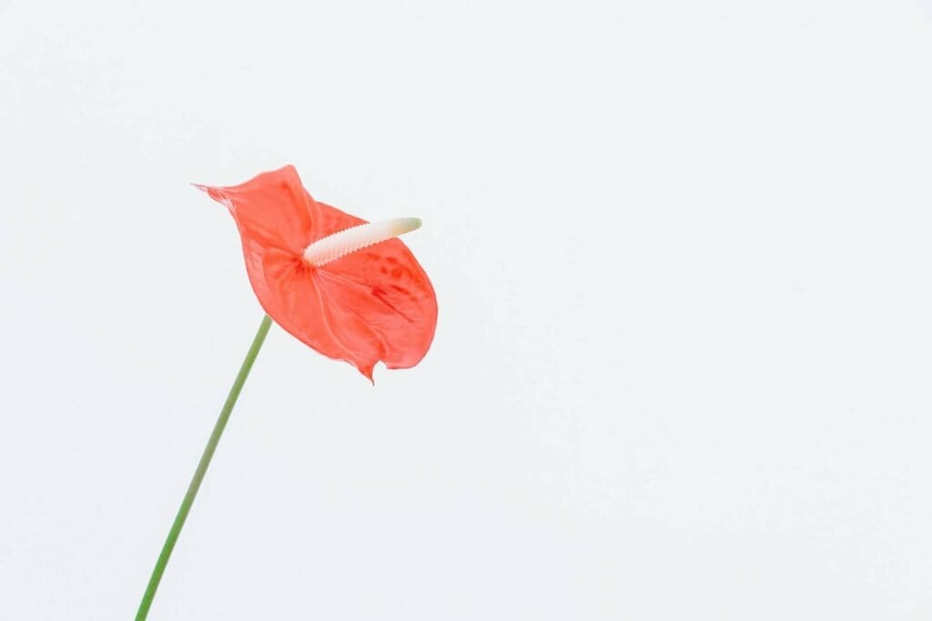 Signification et symbolisme de la plante Anthurium