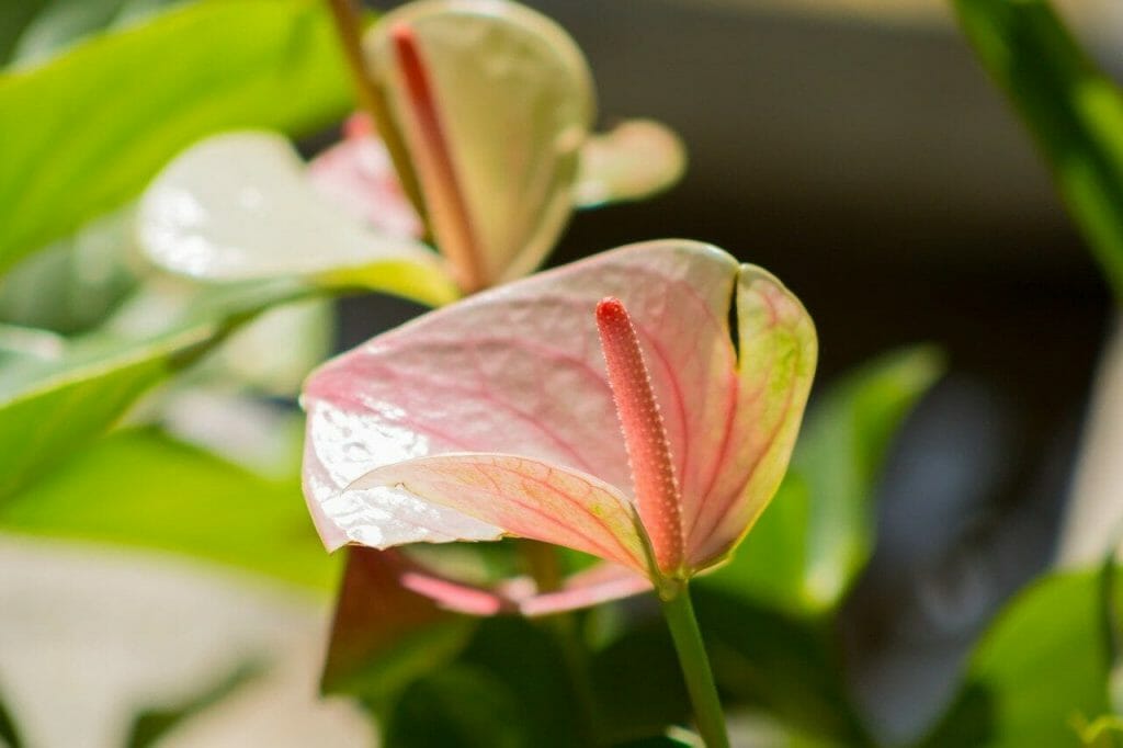 Soins des plantes d'anthurium