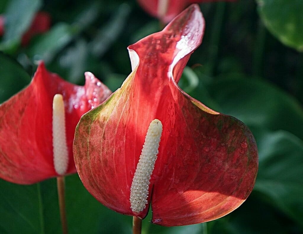 Problèmes courants de l'Anthurium et comment les traiter