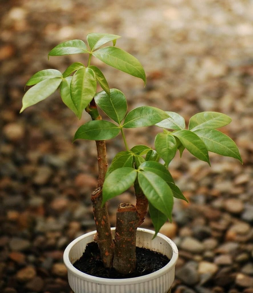 Comment tailler les plantes d'arbre à monnaie à la maison