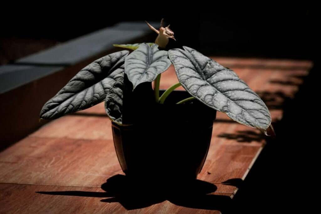 Alocasia Black Velvet Light Préférences