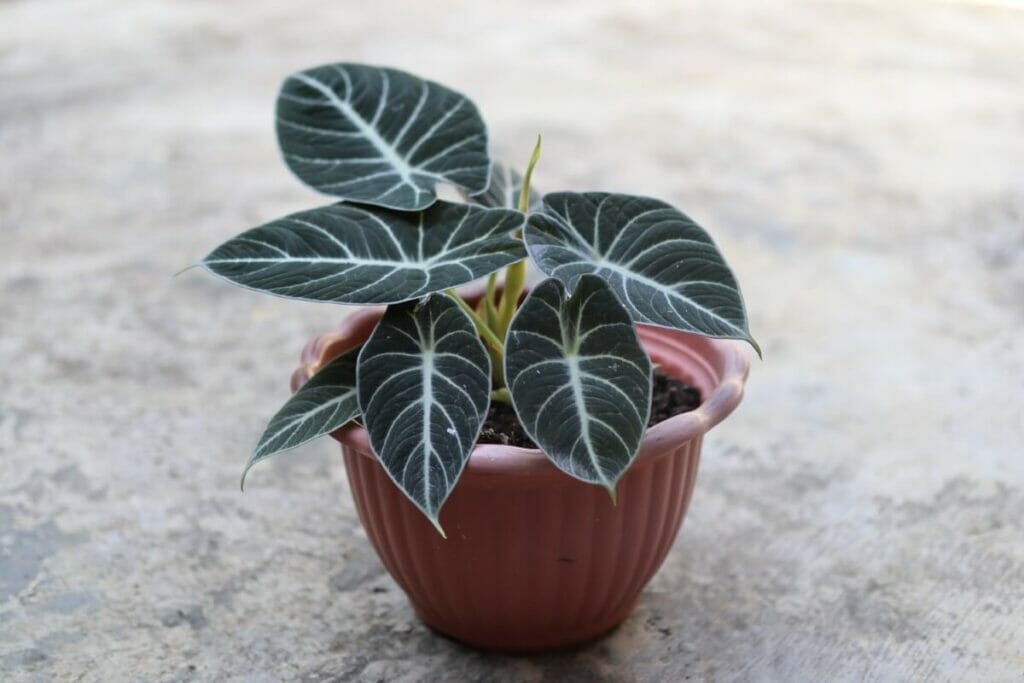 Alocasia Black Velvet Caractéristiques botaniques