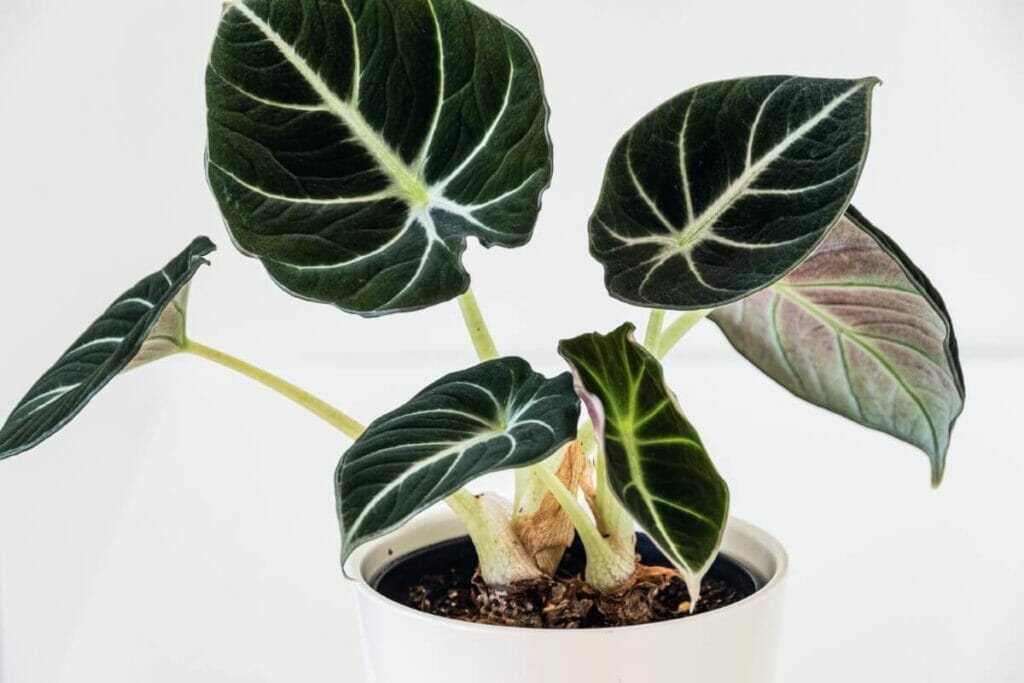 Utilisations et bienfaits de l'Alocasia Black Velvet