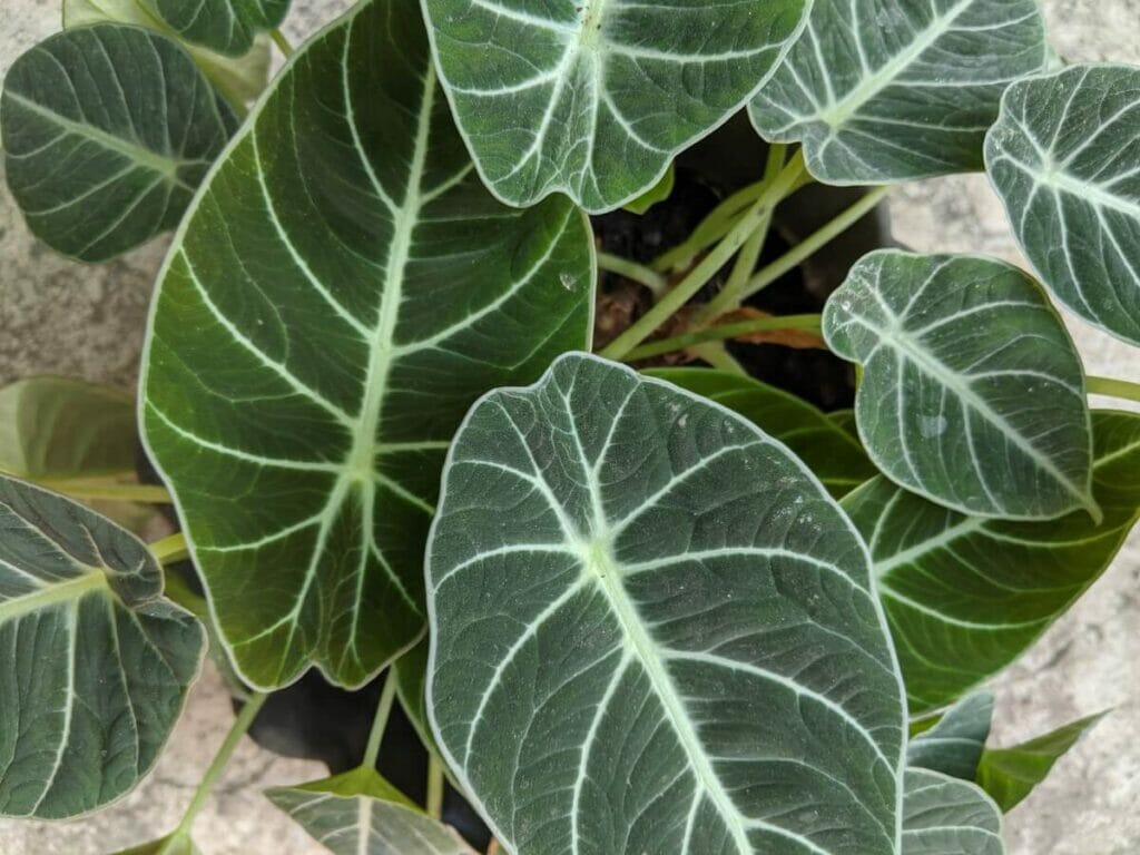 Comment prendre soin de l'Alocasia Black Velvet à la maison