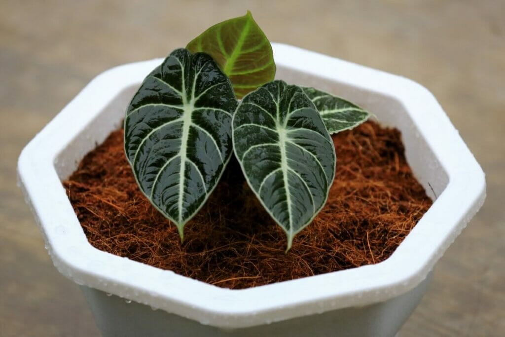 Comment planter les plantes d'Alocasia Black Velvet