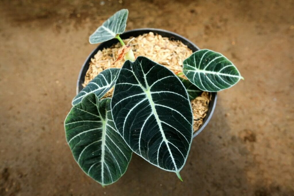 Comment cultiver des plantes d'Alocasia Black Velvet à la maison 