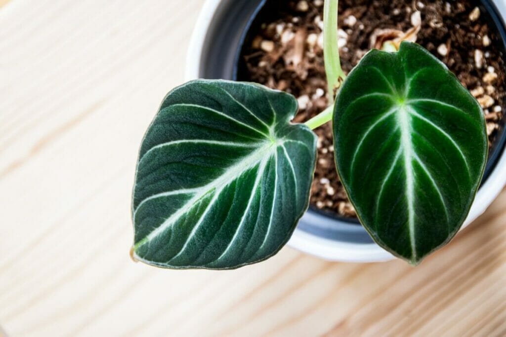 Taille de l'Alocasia Black Velvet