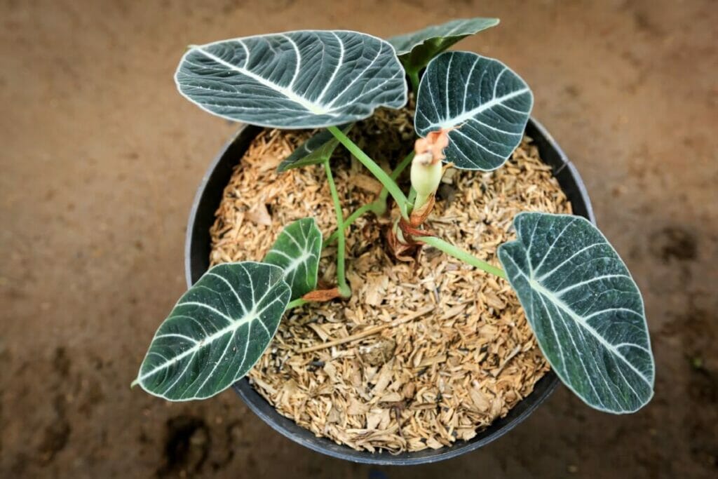 Ravageurs et maladies communs de l'Alocasia Black Velvet