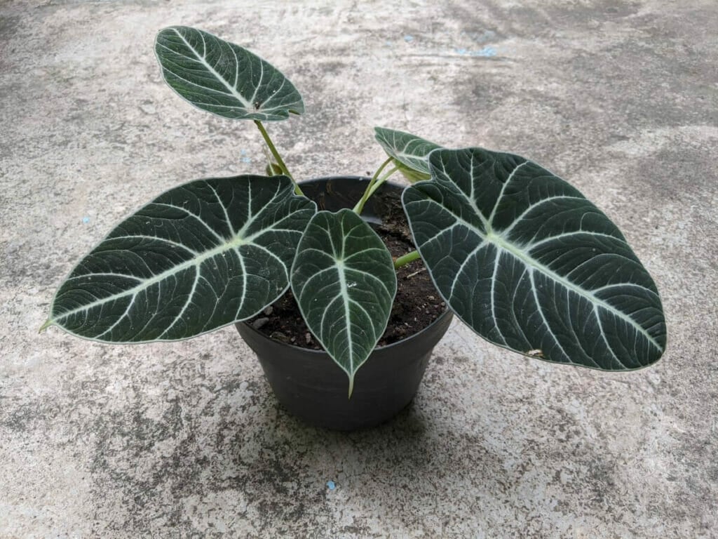 Quand et comment rempoter les plantes d'Alocasia Black Velvet