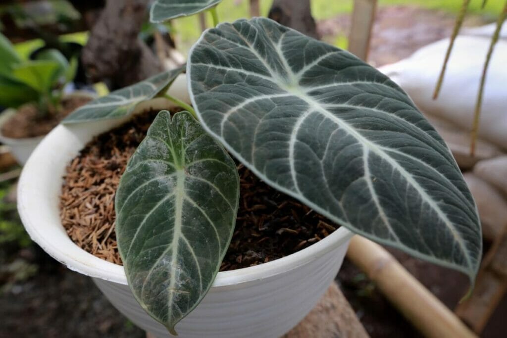Problèmes communs de l'Alocasia Black Velvet et comment les traiter