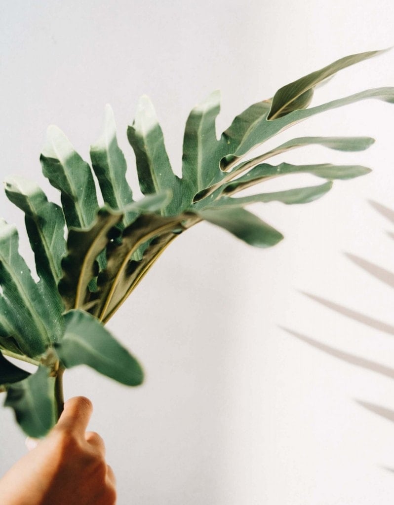 Signification et symbolisme des philodendrons à feuilles fendues