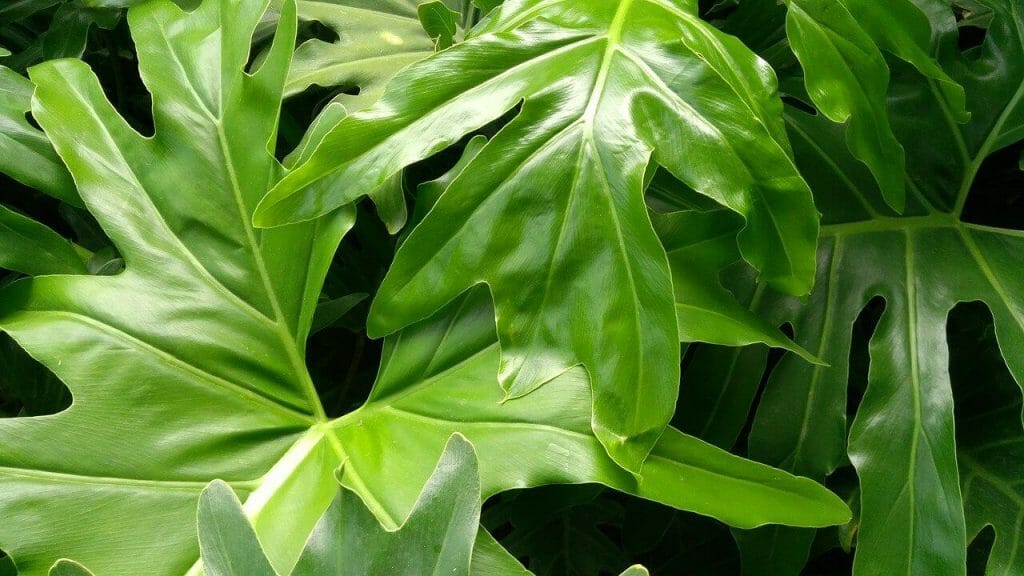 Comment cultiver le Philodendron à feuilles fendues
