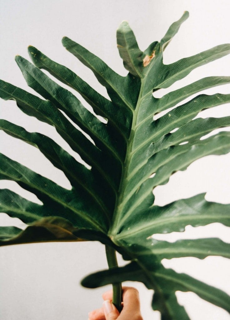 Problèmes et remèdes pour le Philodendron à feuilles fendues