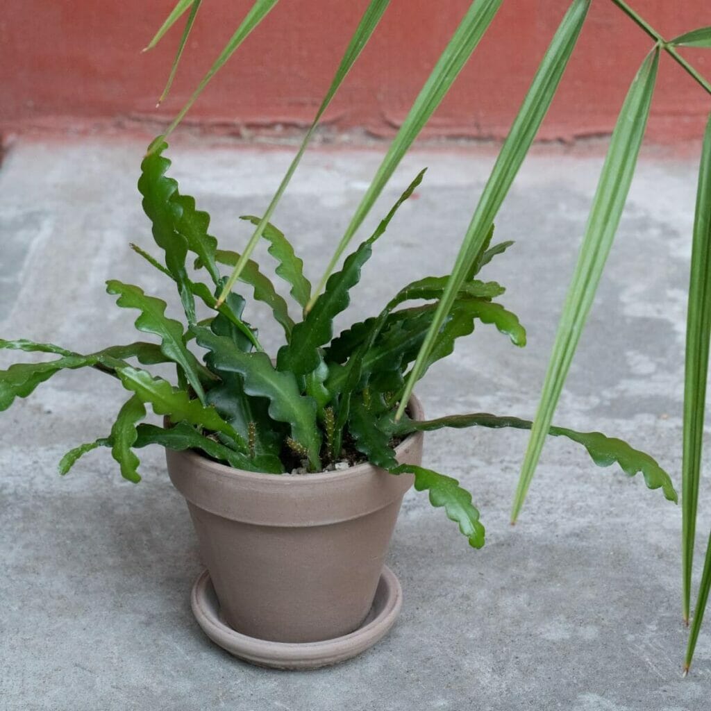 Problèmes courants des cactus zigzag et comment les traiter