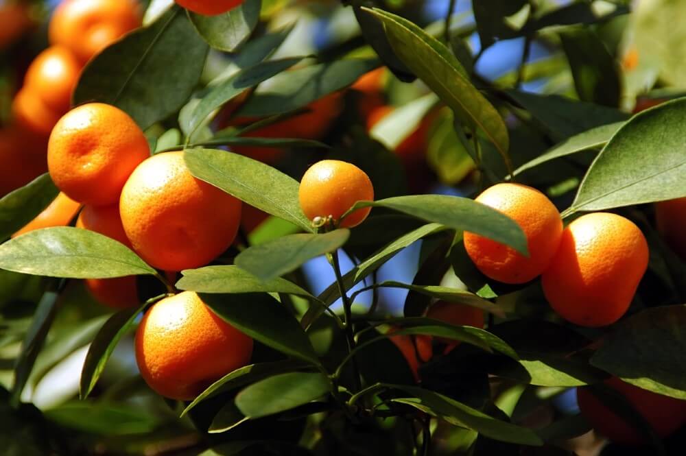 Orange calamondine (Citrus mitis)