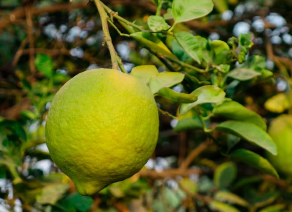 Citron Ponderosa (Citrus limon x medica)