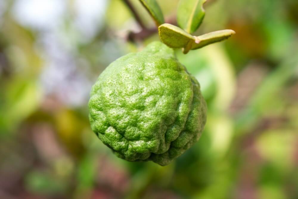 Citron vert (Citrus hystrix)