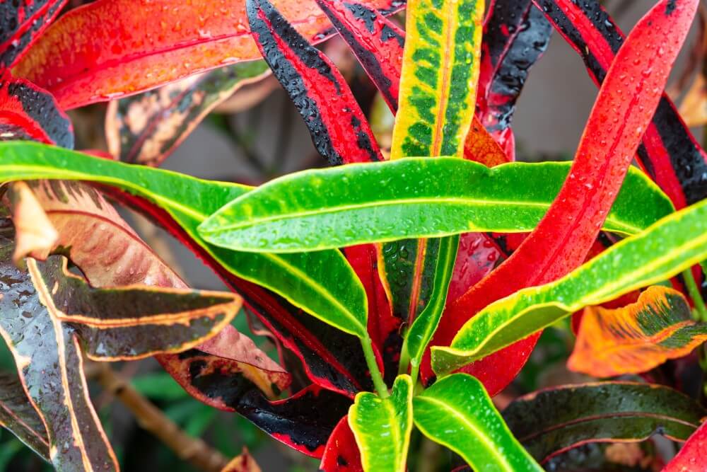 Croton à pinceau de Picasso (Codiaeum variegatum 'Picasso's Paintbrush)