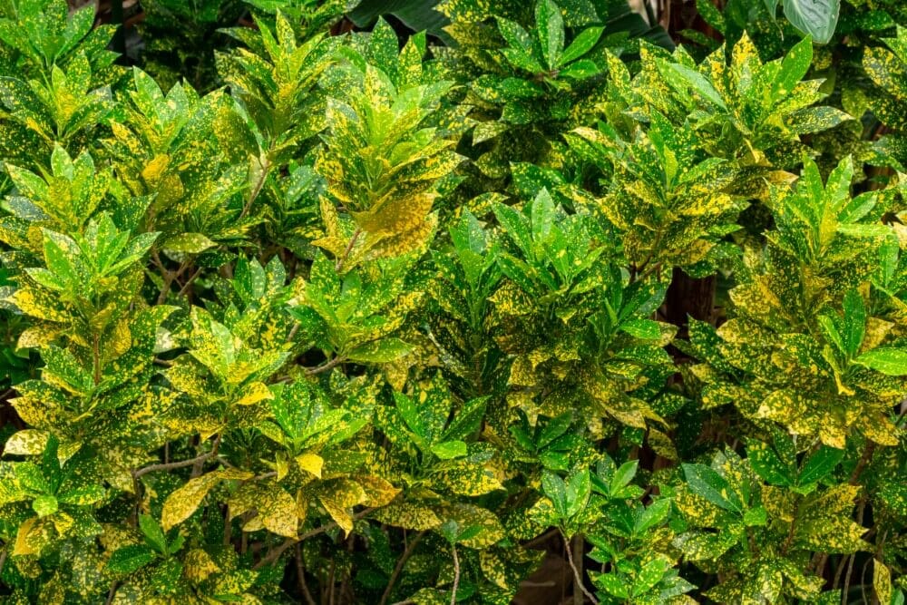 Croton 'Gold Dust' (Codiaeum variegatum 'Gold Dust')