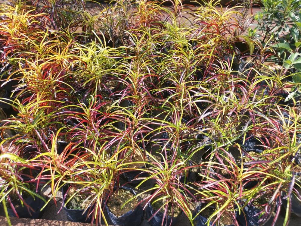 Croton de Zanzibar (Codiaeum variegatum 'Zanzibar')