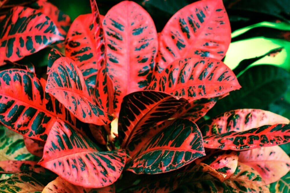 Croton rouge (Codiaeum variegatum 'Red Iceton')
