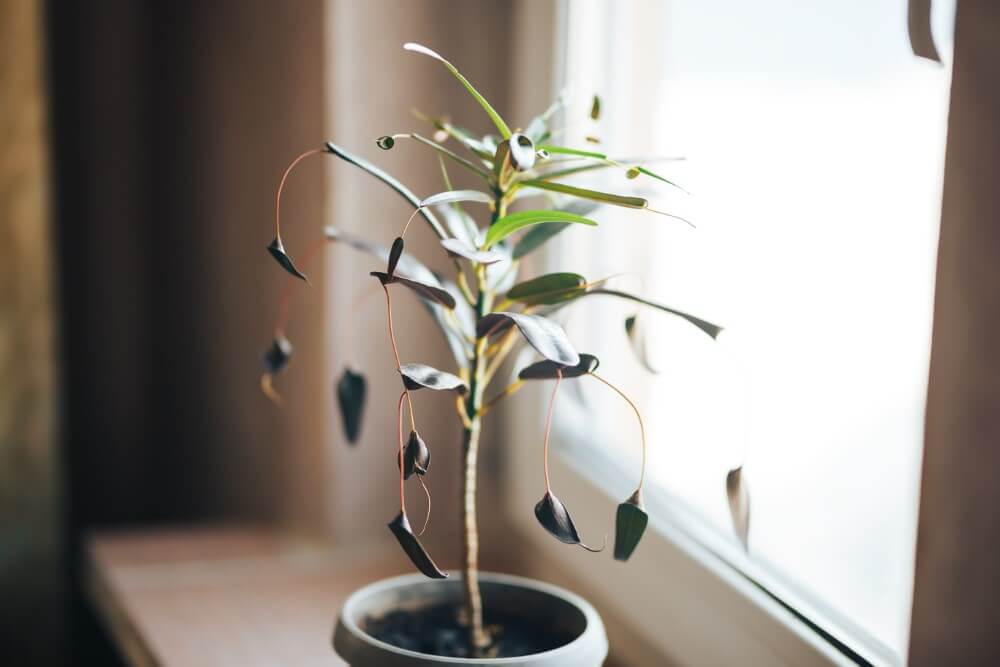 Mère et fille Croton