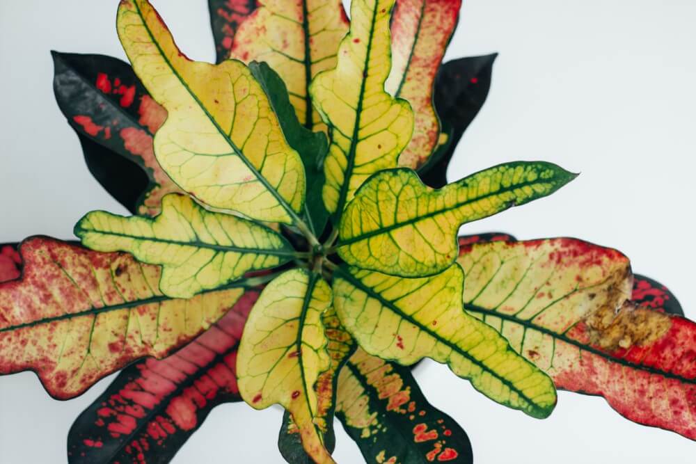 Croton à feuilles de chêne (Codiaeum variegatum 'Oakleaf')