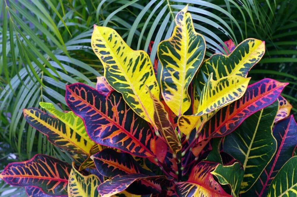 Croton Magnifique (Codiaeum variegatum 'Magnificent')
