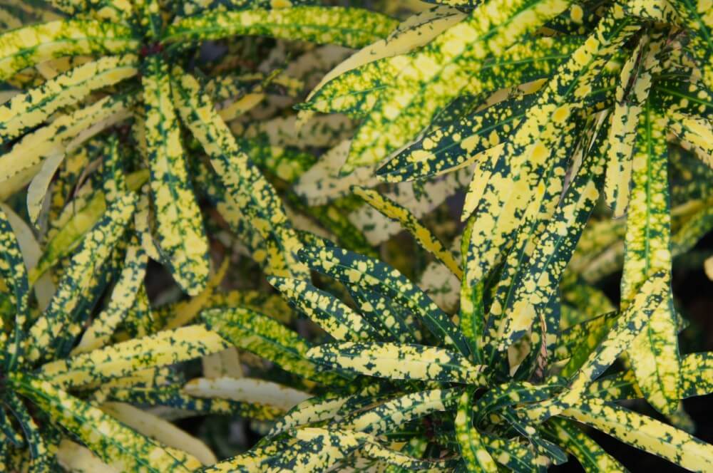 Croton étoile d'or (Codiaeum variegatum 'Gold Star')