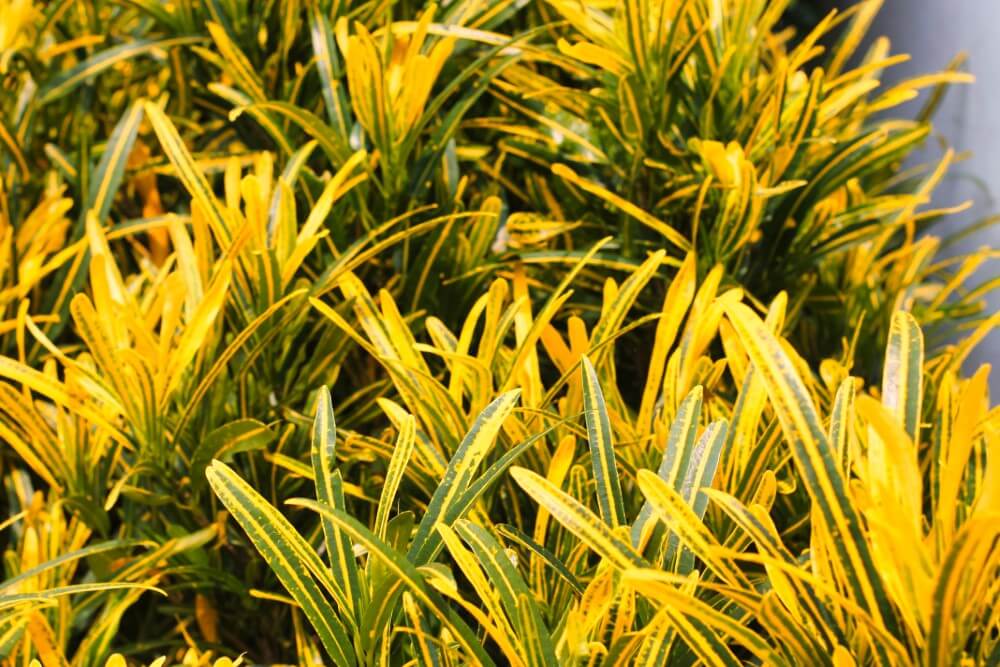 Croton 'Sunny Star' (Codiaeum variegatum 'Sunny Star')