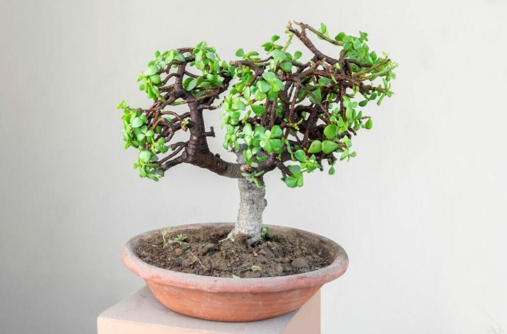 Bonsaï nain de Jade
