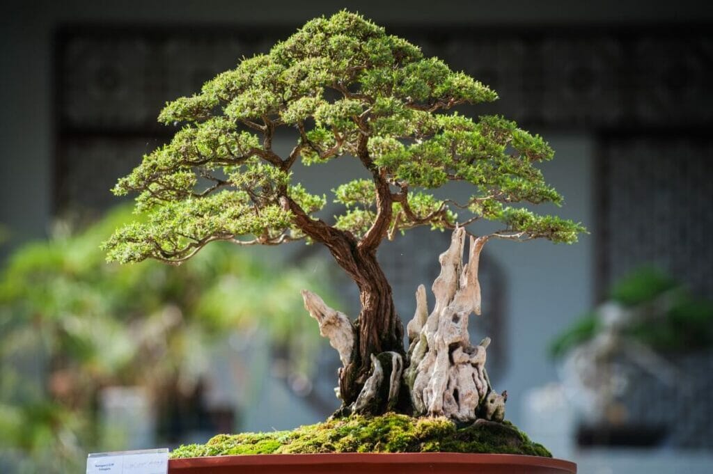 Etymologie et origine de Bonsai