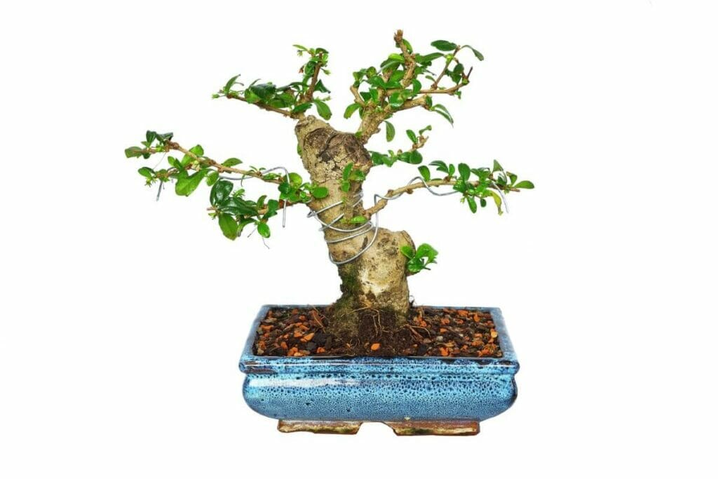 Arbre à thé de Fukien