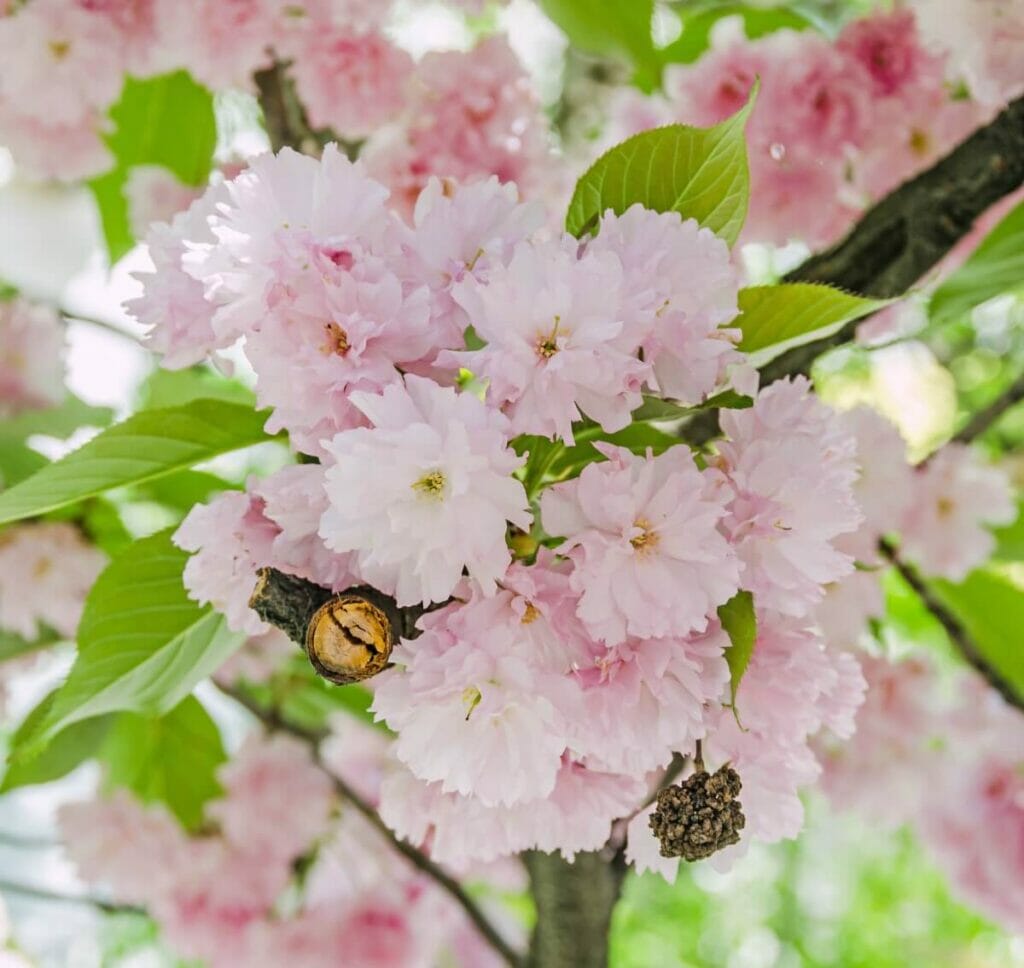 Cerisier à fleurs japonais