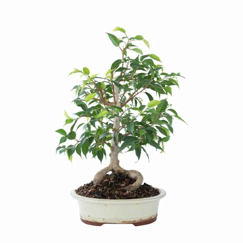 Figuier pleureur (Ficus benjamina)